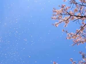 桜吹雪と青空