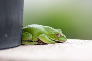 寝ている様子のカエル