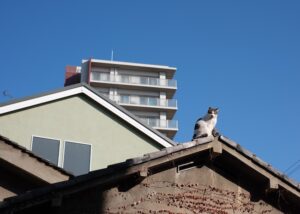 屋根の上にいる猫