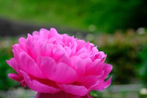 福岡市植物園の芍薬