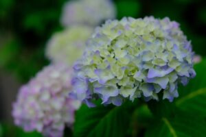 紫陽花