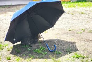 猫と傘