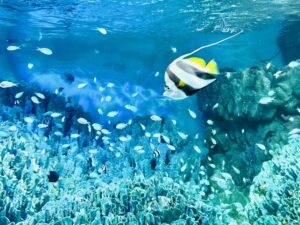 水族館の熱帯魚