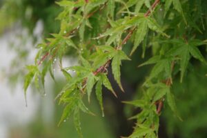 雨に濡れている青紅葉