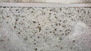 水たまり